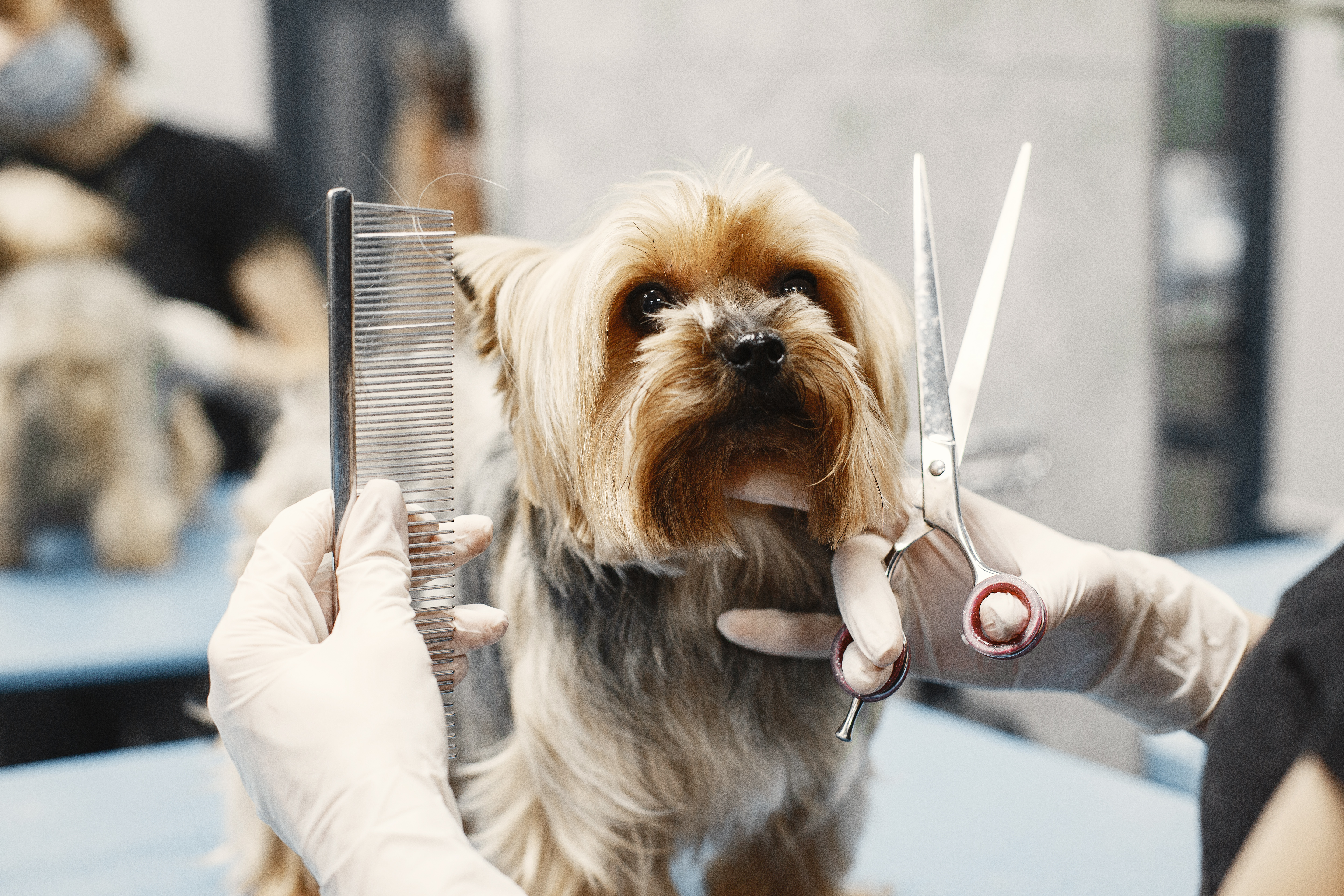 PET Conciergerie — services premium pour animaux de compagnie